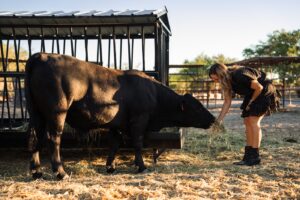 Salto de Fe animals cow