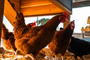 Salto de Fe chickens