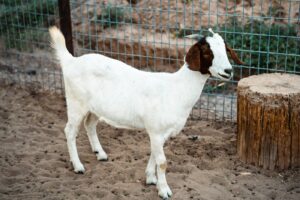 Salto de Fe Farm goat